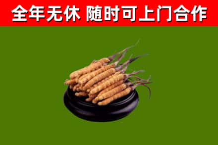 东兰县回收冬虫夏草